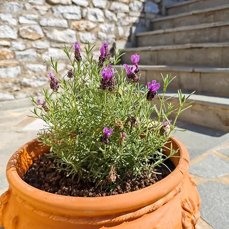מלון דירות Lavender 4*